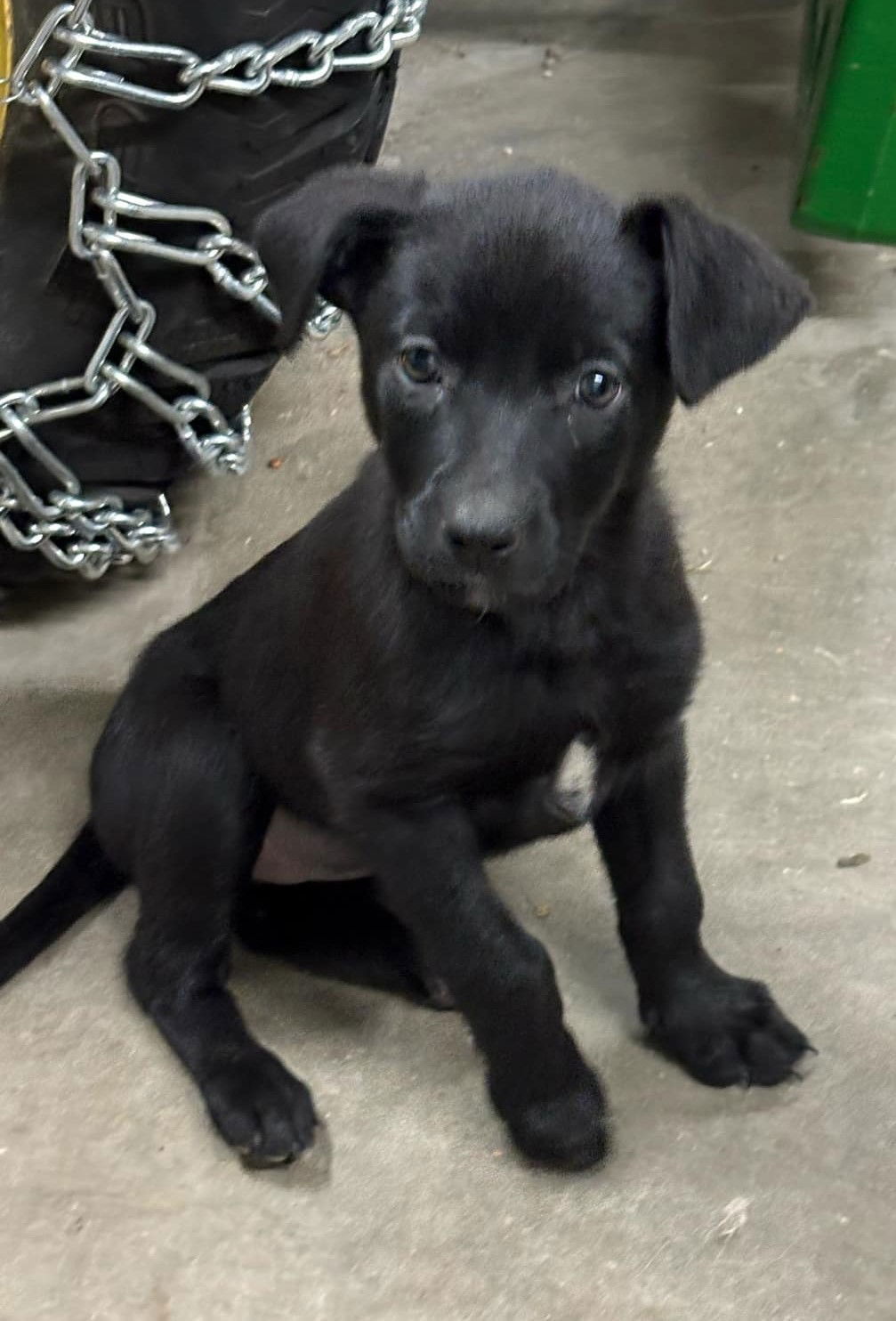 Porsche, an adoptable German Shepherd Dog in Midway, UT, 84049 | Photo Image 1