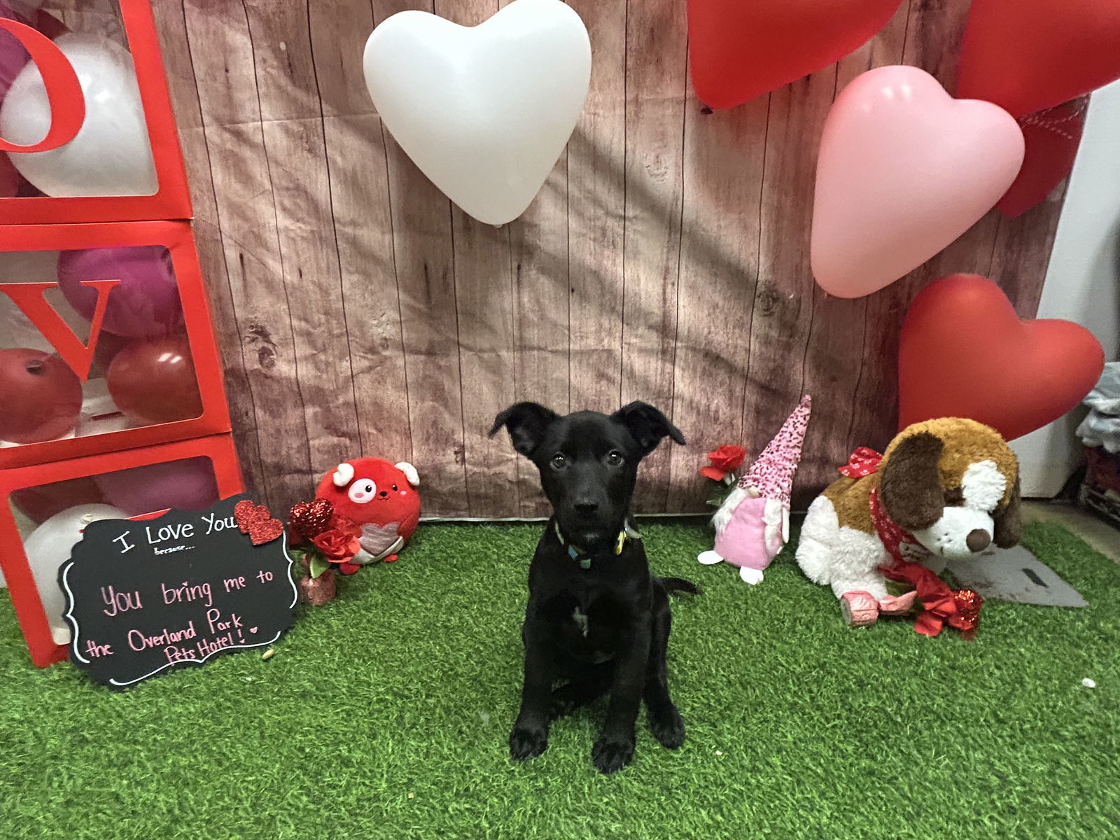 Porsche, an adoptable German Shepherd Dog in Midway, UT, 84049 | Photo Image 2