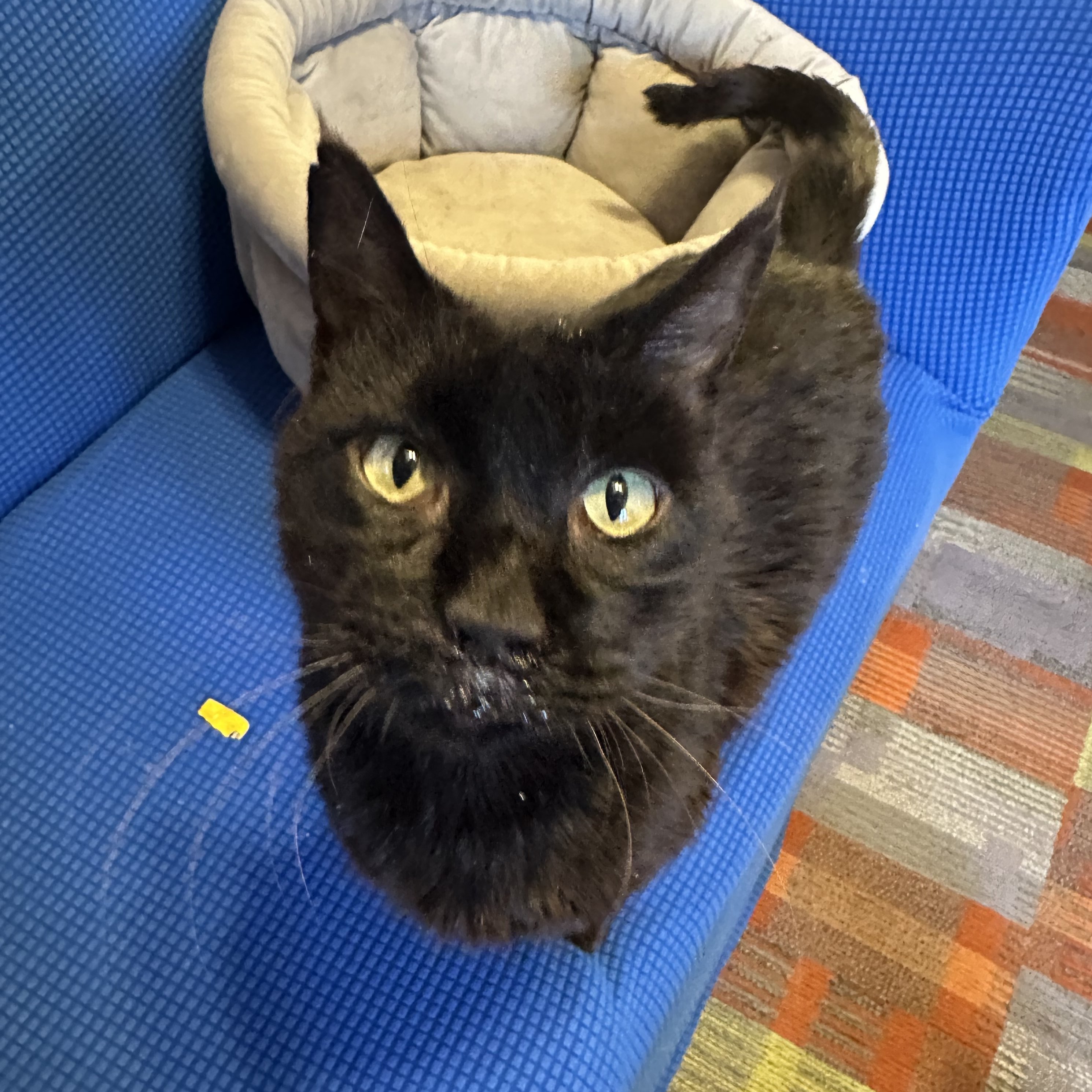 Obsidian [Permanent Foster], an adoptable Domestic Short Hair in Santa Fe, NM, 87501 | Photo Image 1