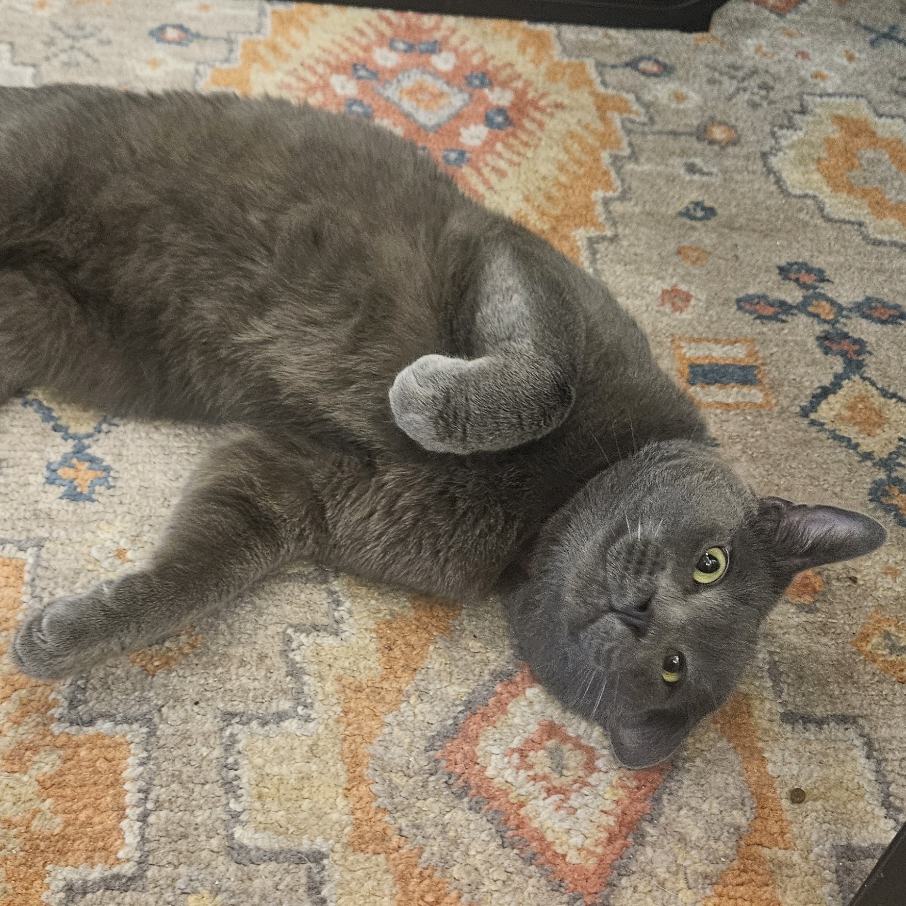 Tano, an adoptable Russian Blue, Domestic Short Hair in Santa Fe, NM, 87501 | Photo Image 3