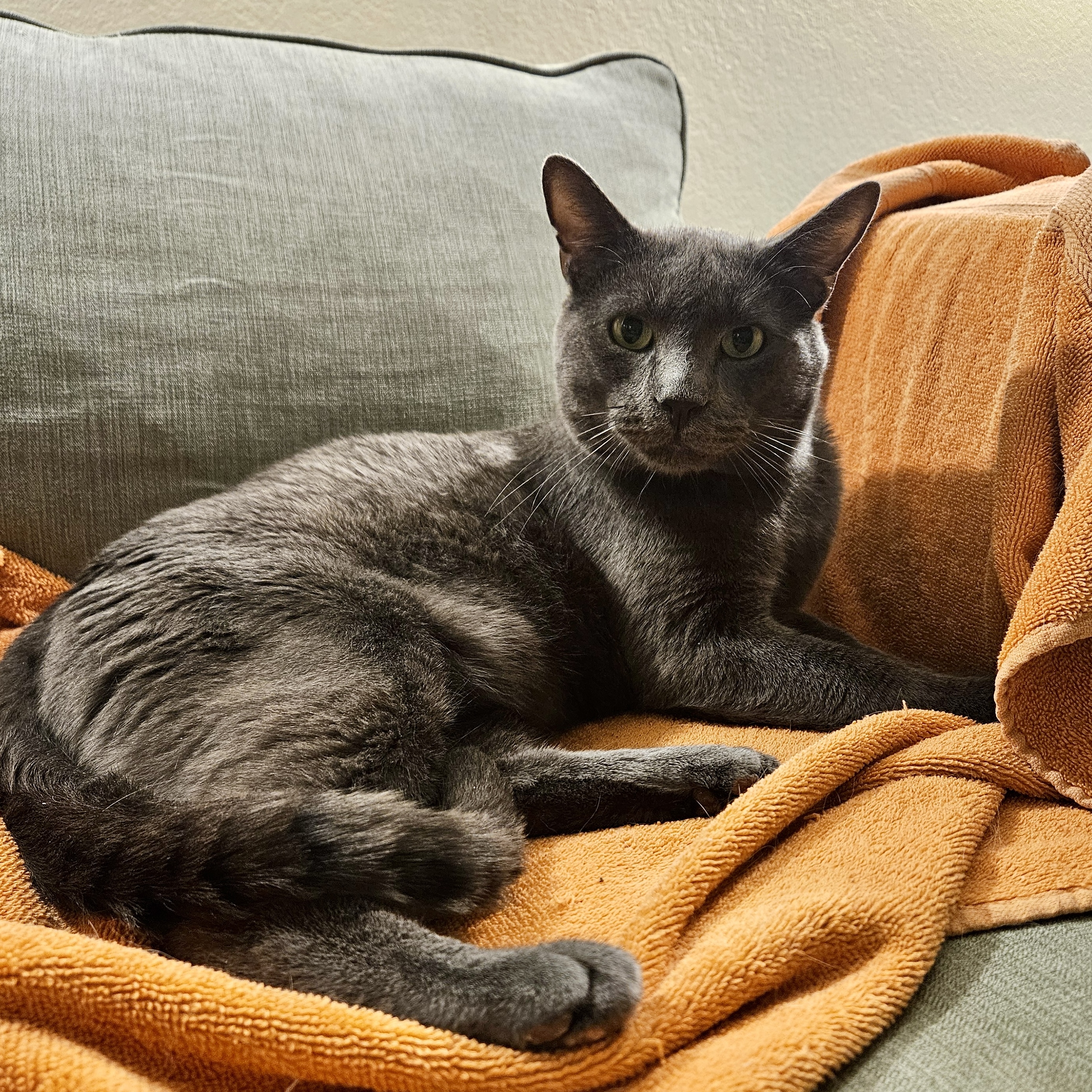 Tano, an adoptable Russian Blue, Domestic Short Hair in Santa Fe, NM, 87501 | Photo Image 4