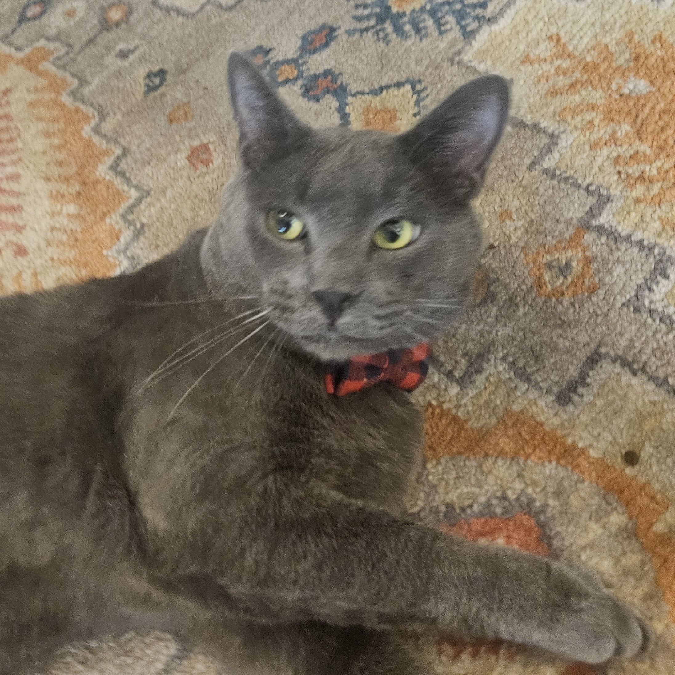 Tano, an adoptable Russian Blue, Domestic Short Hair in Santa Fe, NM, 87501 | Photo Image 4