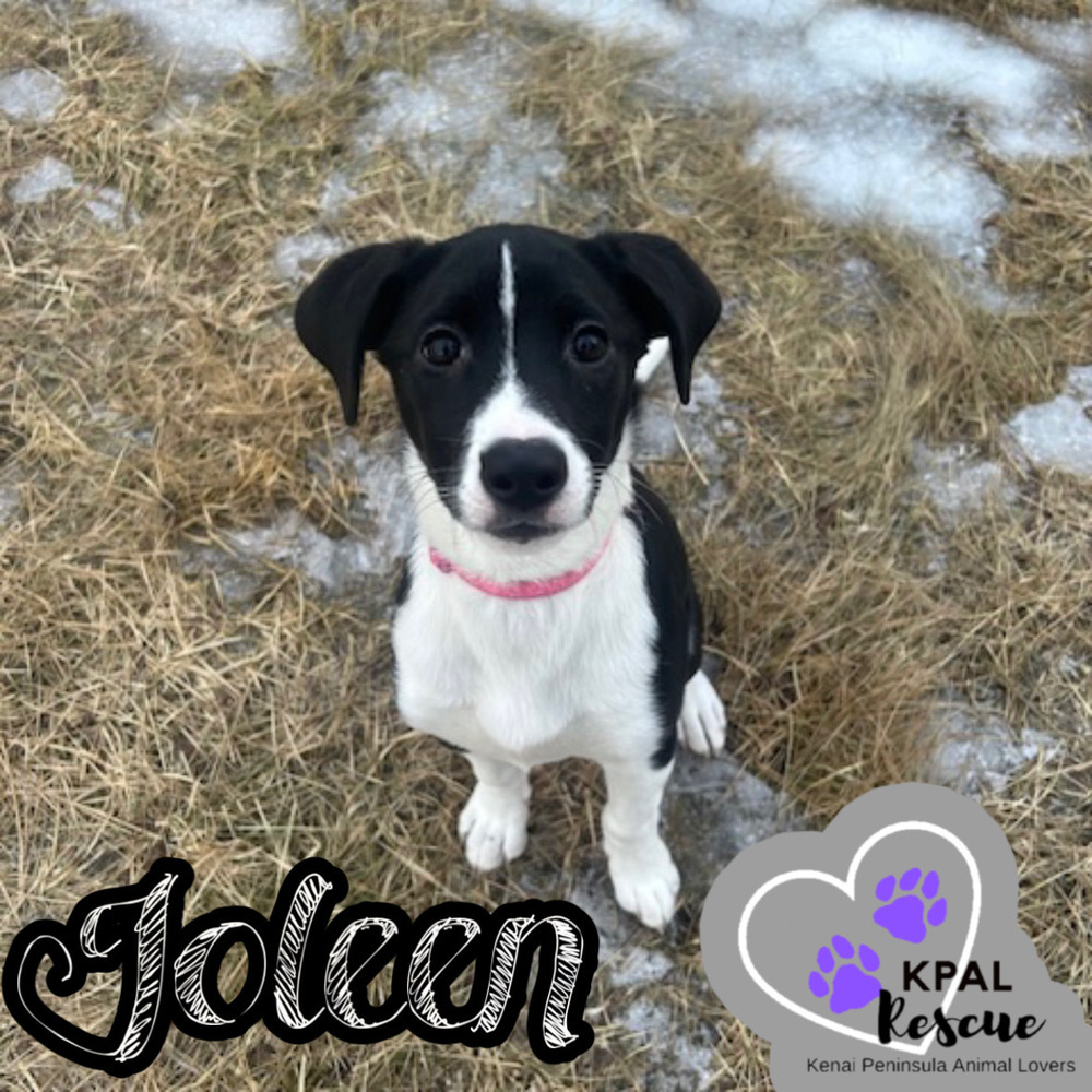 Joleen, an adoptable Beagle, Labrador Retriever in Kenai, AK, 99611 | Photo Image 1