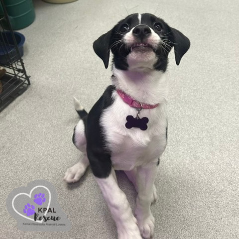 Joleen, an adoptable Beagle, Labrador Retriever in Kenai, AK, 99611 | Photo Image 2