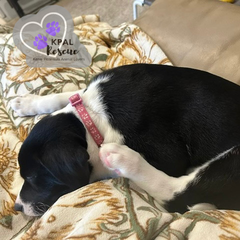 Joleen, an adoptable Beagle, Labrador Retriever in Kenai, AK, 99611 | Photo Image 3