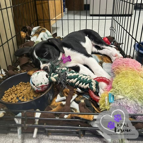 Joleen, an adoptable Beagle, Labrador Retriever in Kenai, AK, 99611 | Photo Image 4