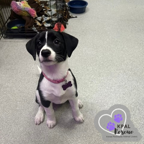 Joleen, an adoptable Beagle, Labrador Retriever in Kenai, AK, 99611 | Photo Image 6