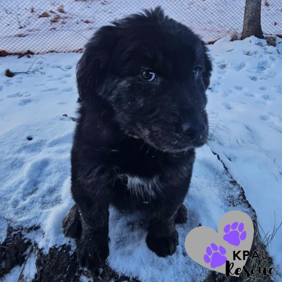 Marico - Magnificent Seven, an adoptable Golden Retriever, Labrador Retriever in Kenai, AK, 99611 | Photo Image 1