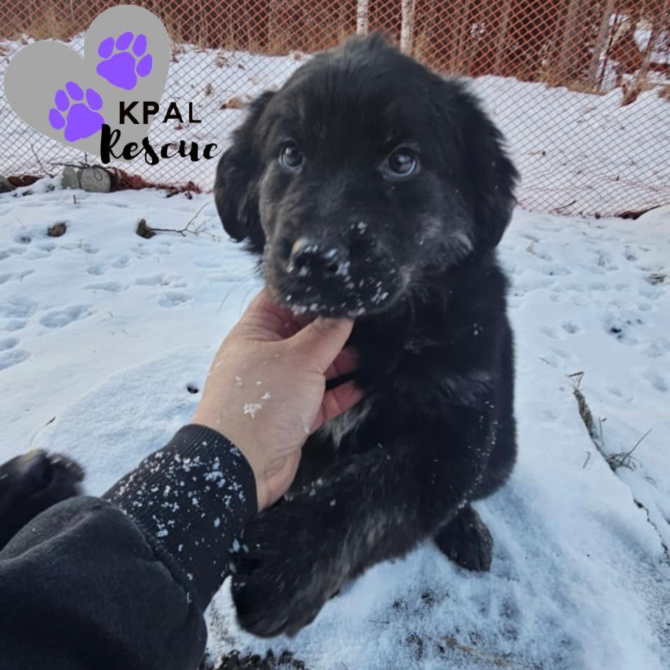 Marico - Magnificent Seven, an adoptable Golden Retriever, Labrador Retriever in Kenai, AK, 99611 | Photo Image 3