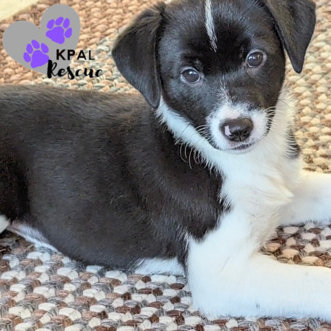 Fiona, an adoptable Beagle, Labrador Retriever in Kenai, AK, 99611 | Photo Image 1