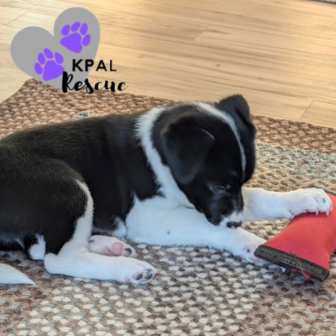 Fiona, an adoptable Beagle, Labrador Retriever in Kenai, AK, 99611 | Photo Image 2