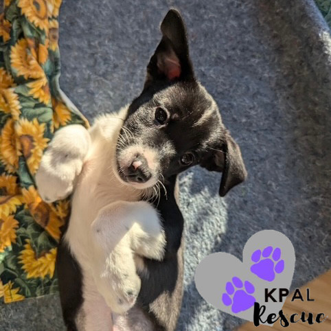 Fiona, an adoptable Beagle, Labrador Retriever in Kenai, AK, 99611 | Photo Image 3
