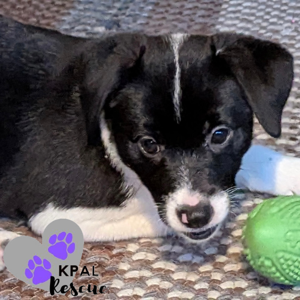 Fiona, an adoptable Beagle, Labrador Retriever in Kenai, AK, 99611 | Photo Image 4
