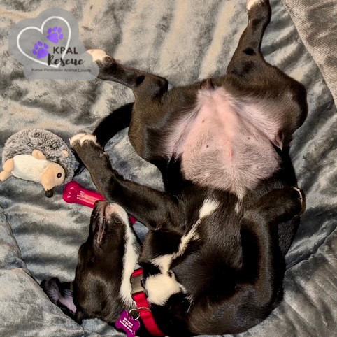 Harper, an adoptable Beagle, Labrador Retriever in Kenai, AK, 99611 | Photo Image 1