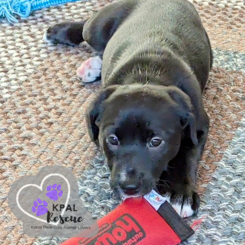 Harper, an adoptable Beagle, Labrador Retriever in Kenai, AK, 99611 | Photo Image 2
