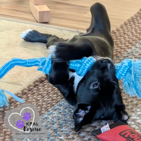 Harper, an adoptable Beagle, Labrador Retriever in Kenai, AK, 99611 | Photo Image 3