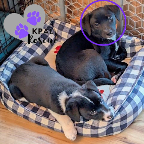 Harper, an adoptable Beagle, Labrador Retriever in Kenai, AK, 99611 | Photo Image 4
