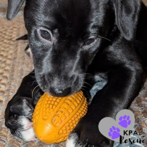 Harper, an adoptable Beagle, Labrador Retriever in Kenai, AK, 99611 | Photo Image 5