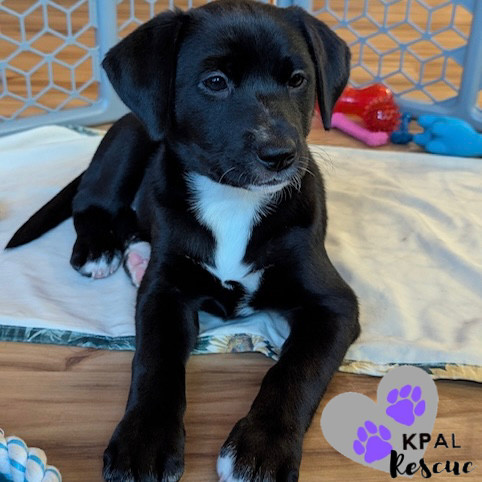 Harper, an adoptable Beagle, Labrador Retriever in Kenai, AK, 99611 | Photo Image 6