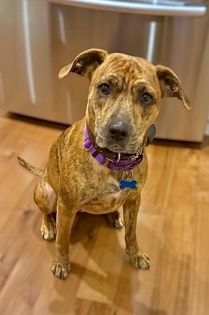 Lill - Local Dog