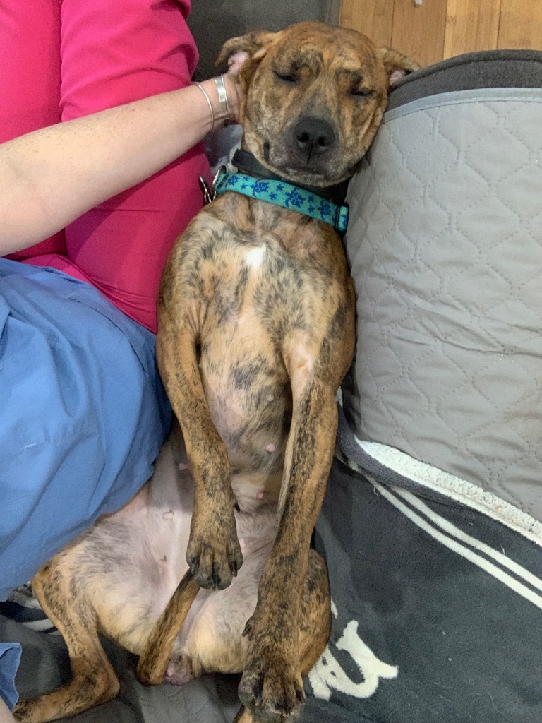 Lill - Local Dog