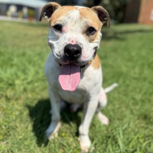 Jayce, Adult Male Boxer