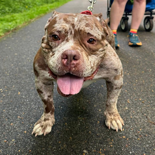 Meatball/Madison*my adoption fee has been partially sponsored*