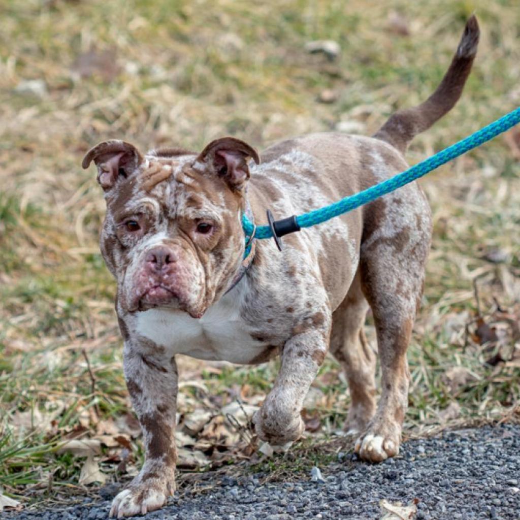 Meatball/Madison*my adoption fee has been partially sponsored*