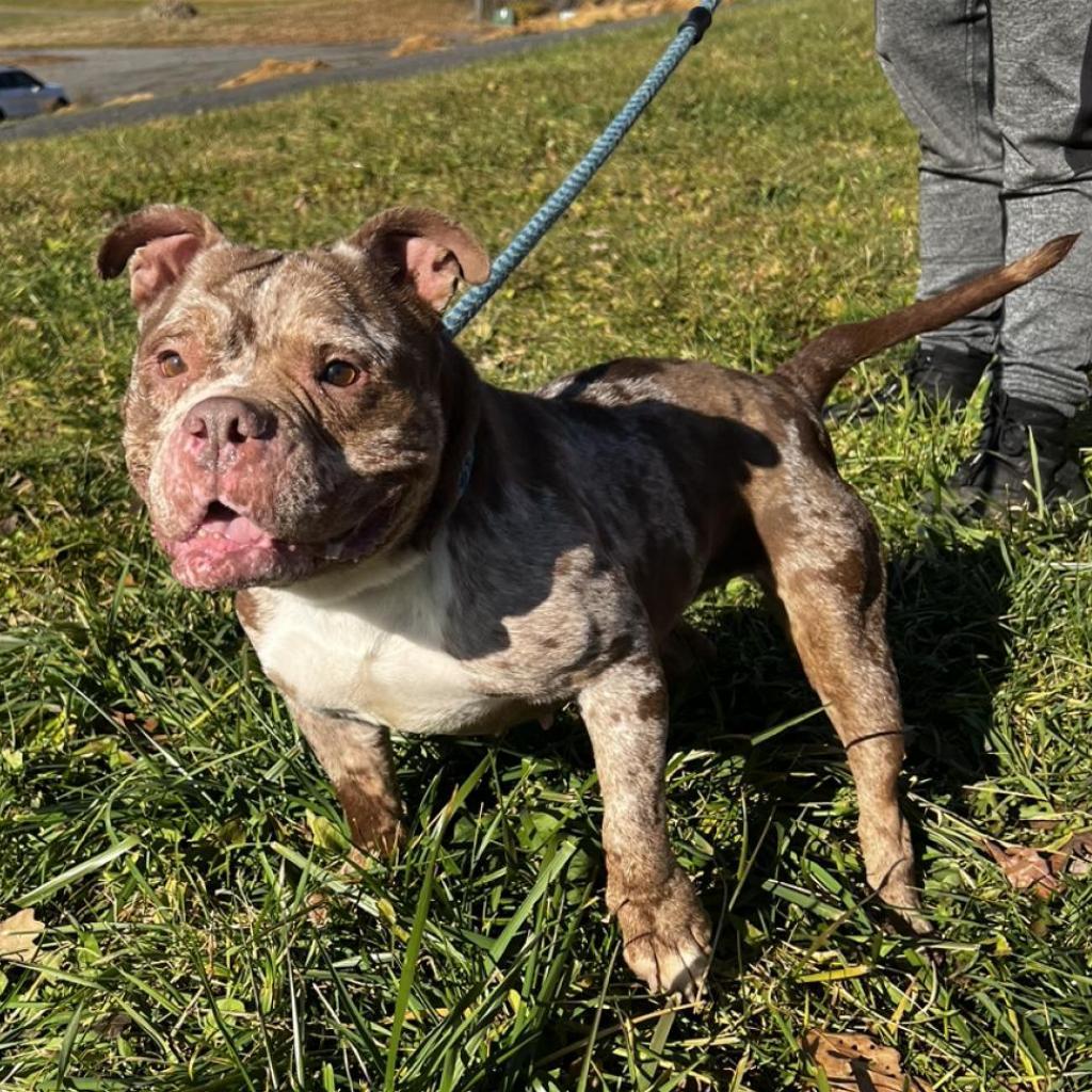 Meatball/Madison*my adoption fee has been partially sponsored*