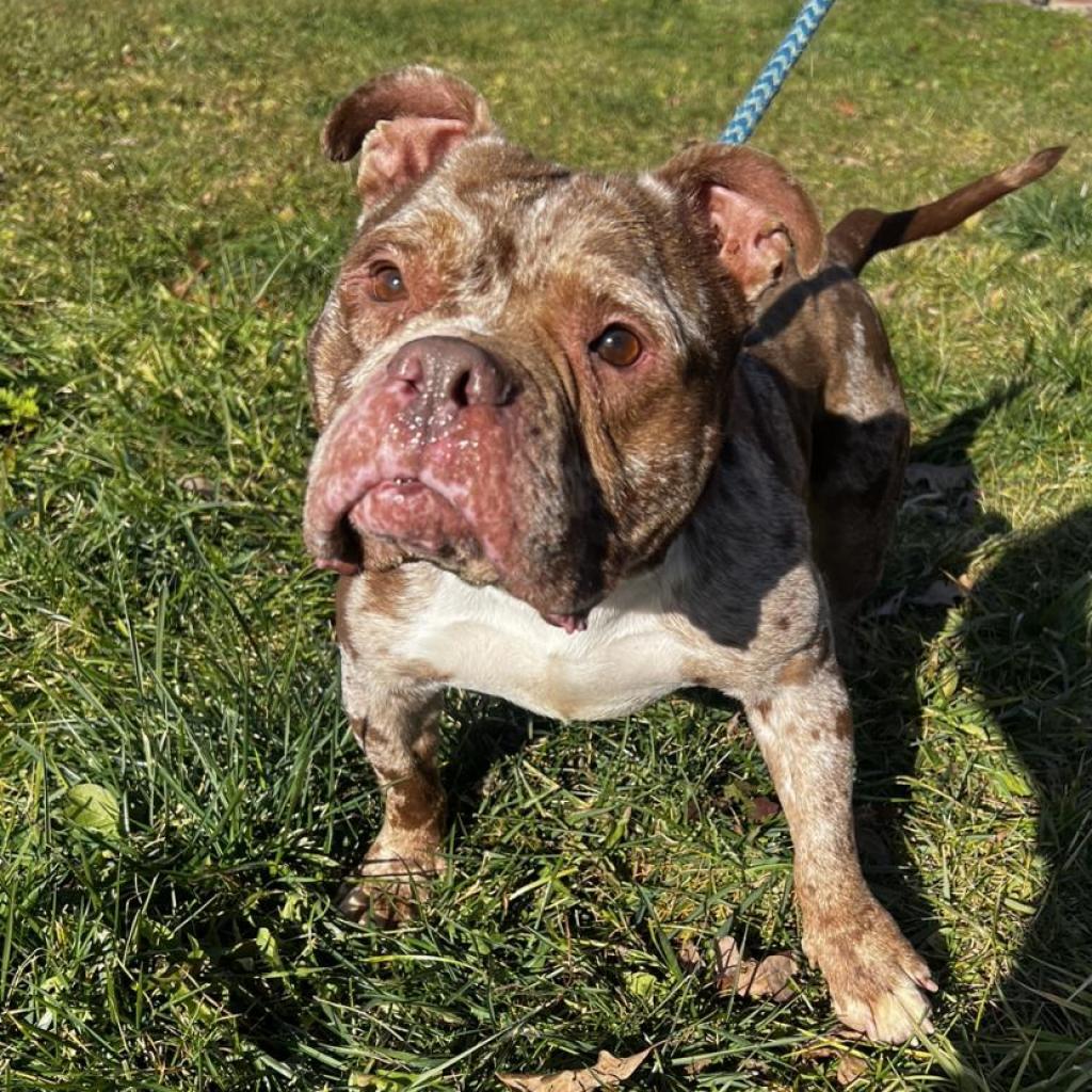 Meatball/Madison*my adoption fee has been partially sponsored*