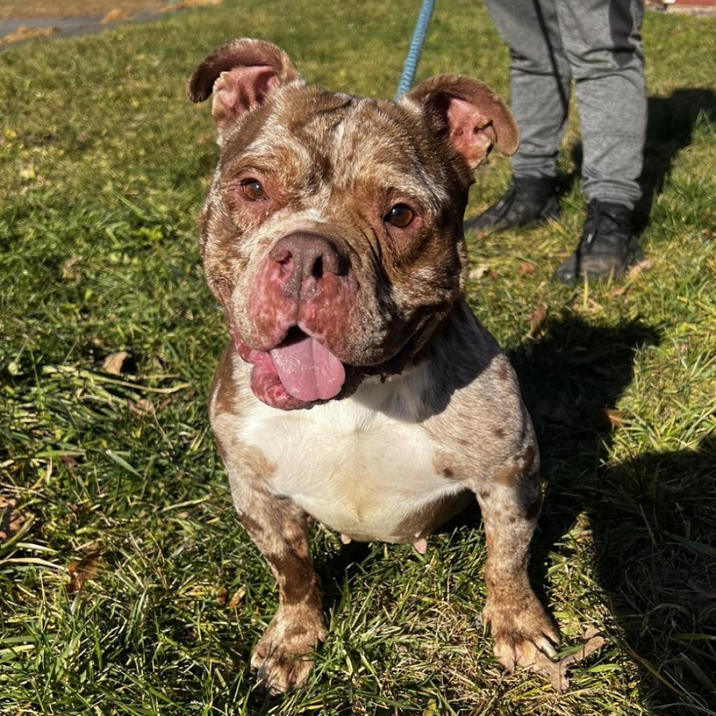 Meatball/Madison*my adoption fee has been partially sponsored*