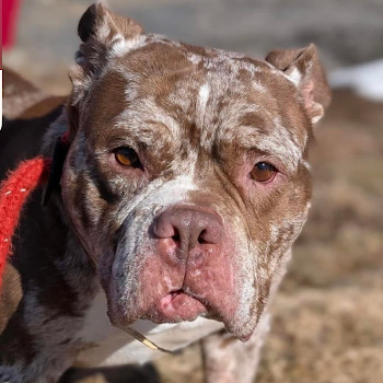 Meatball/Madison*my adoption fee has been partially sponsored*