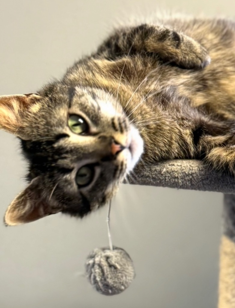 Jackie, an adoptable Domestic Short Hair in Algona, IA, 50511 | Photo Image 1