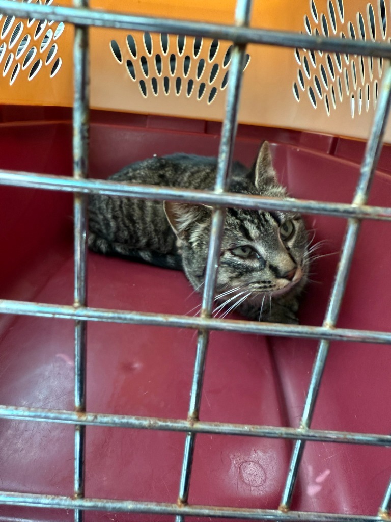 Jackie, an adoptable Domestic Short Hair in Algona, IA, 50511 | Photo Image 2