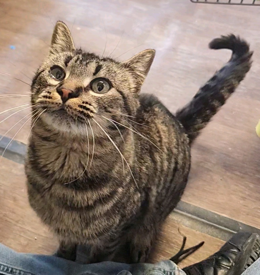 Jackie, an adoptable Domestic Short Hair in Algona, IA, 50511 | Photo Image 3