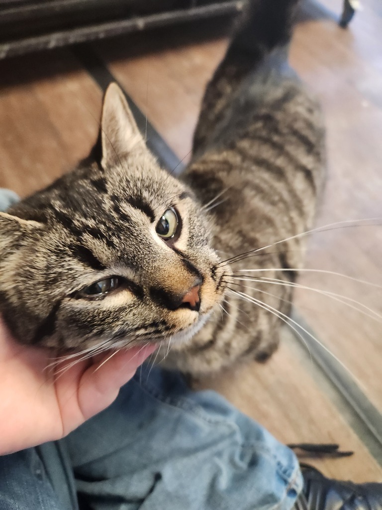 Jackie, an adoptable Domestic Short Hair in Algona, IA, 50511 | Photo Image 4