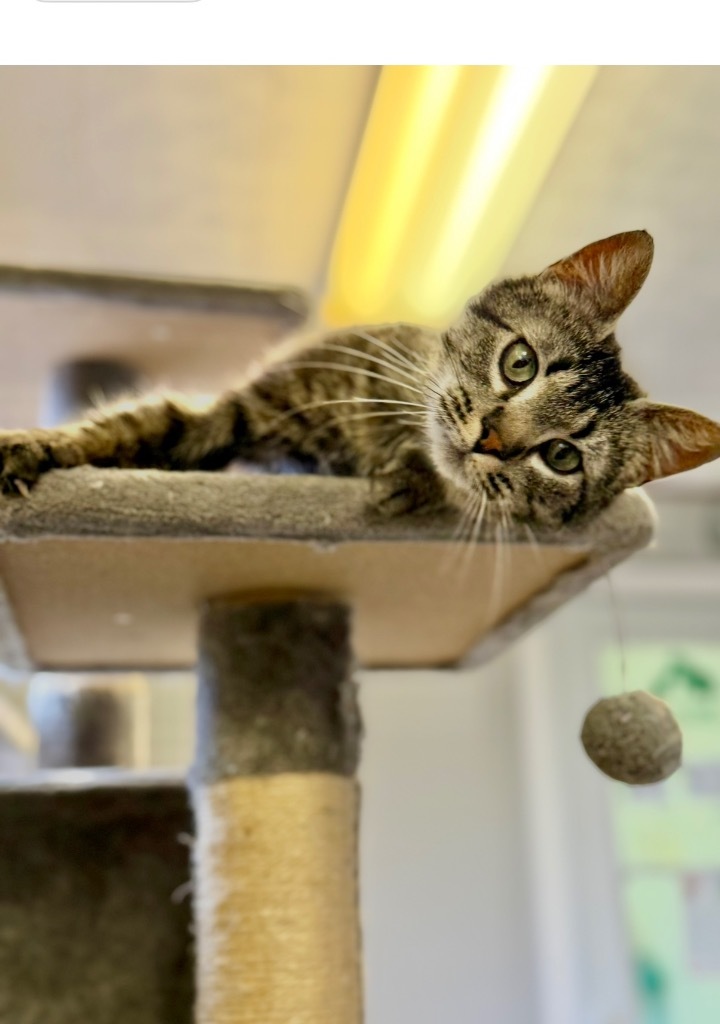 Jackie, an adoptable Domestic Short Hair in Algona, IA, 50511 | Photo Image 5