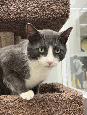 Dave KPS, Adult Male Domestic Short Hair