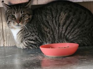 Paw Paw, Young Male Domestic Short Hair