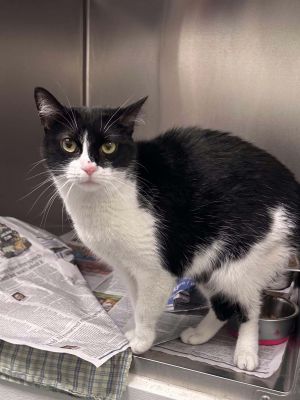 Nora, Adult Female unknown