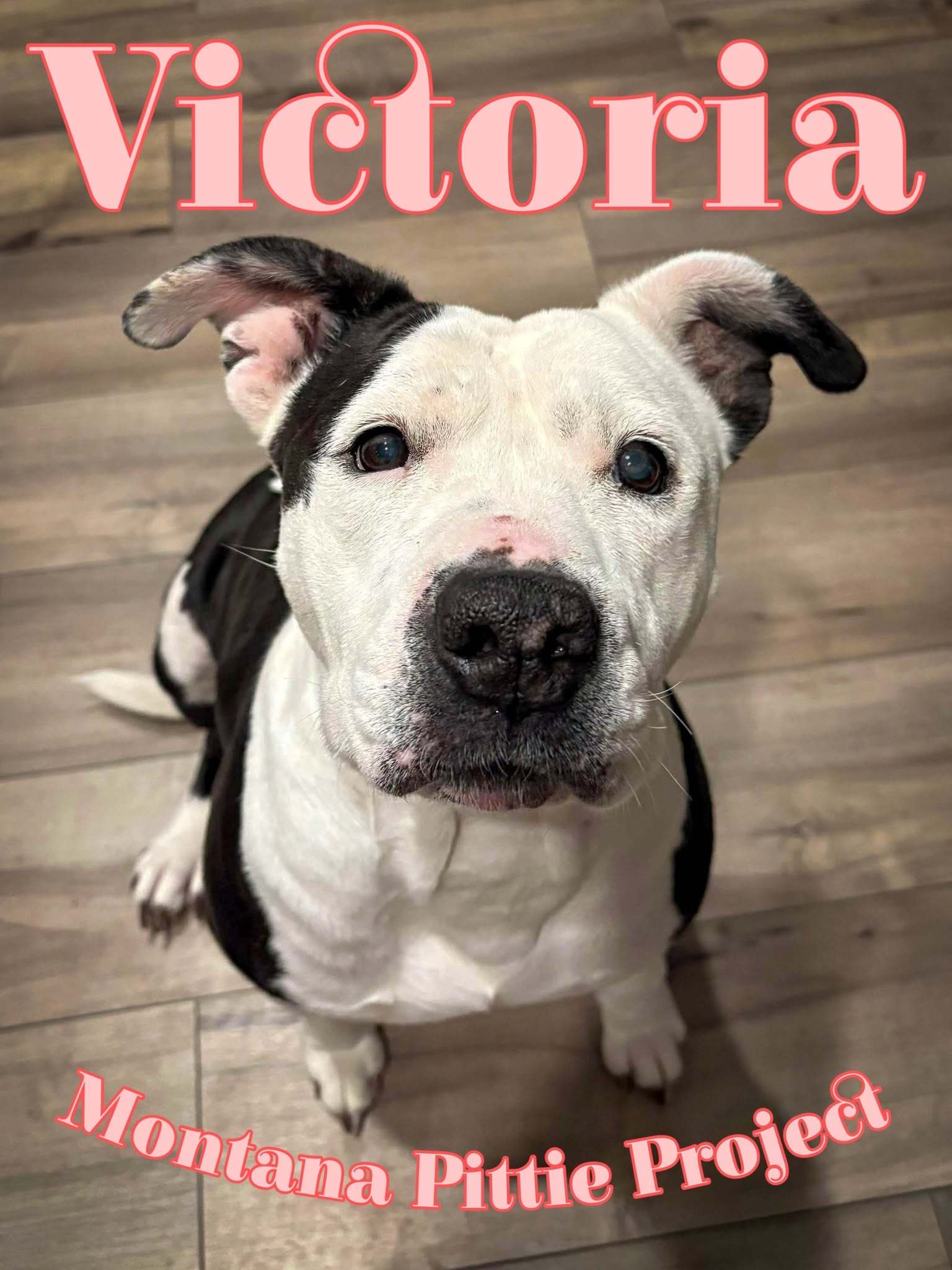 Victoria, an adoptable Pit Bull Terrier in Arlee, MT, 59821 | Photo Image 1
