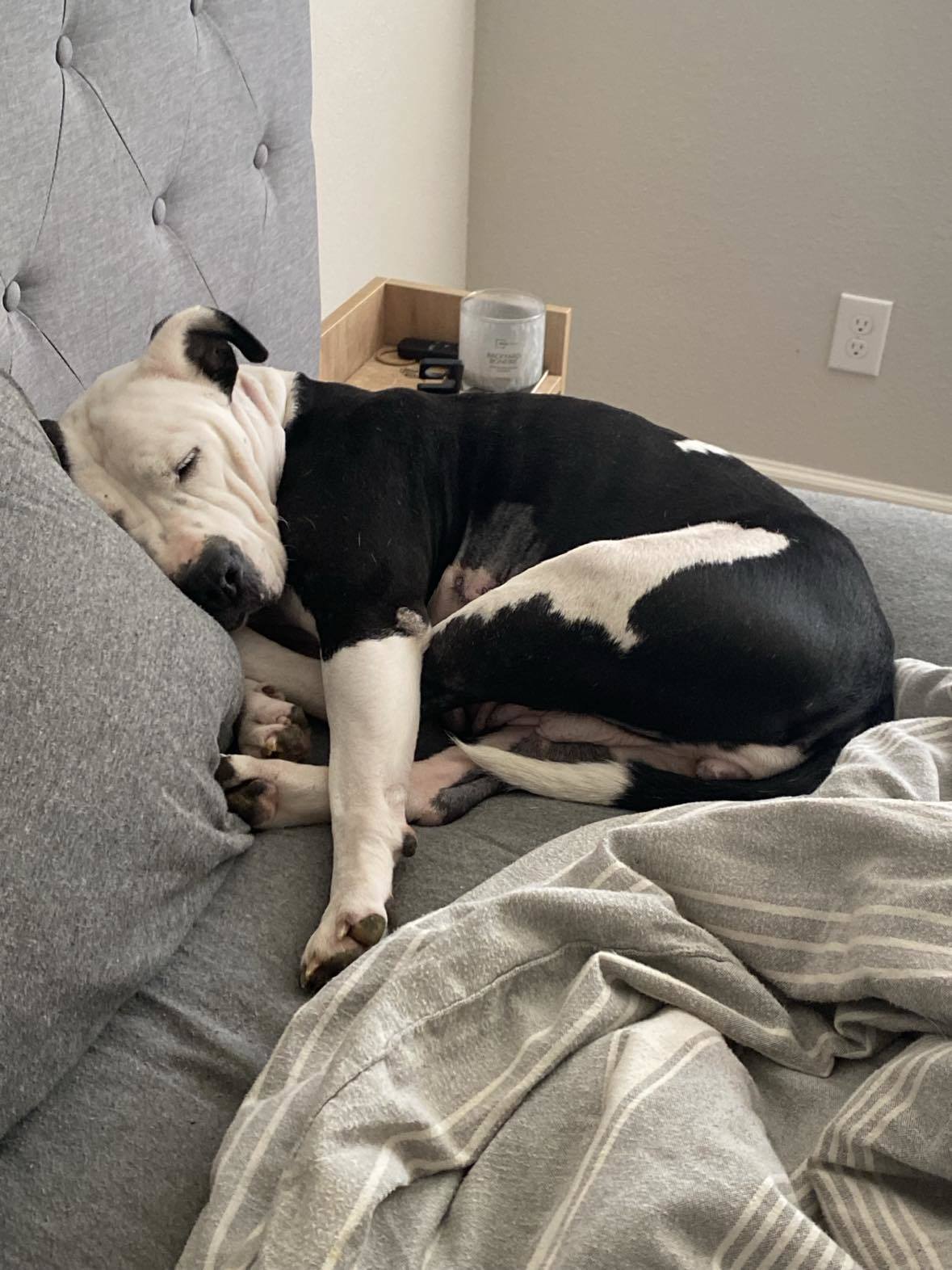 Victoria, an adoptable Pit Bull Terrier in Arlee, MT, 59821 | Photo Image 2