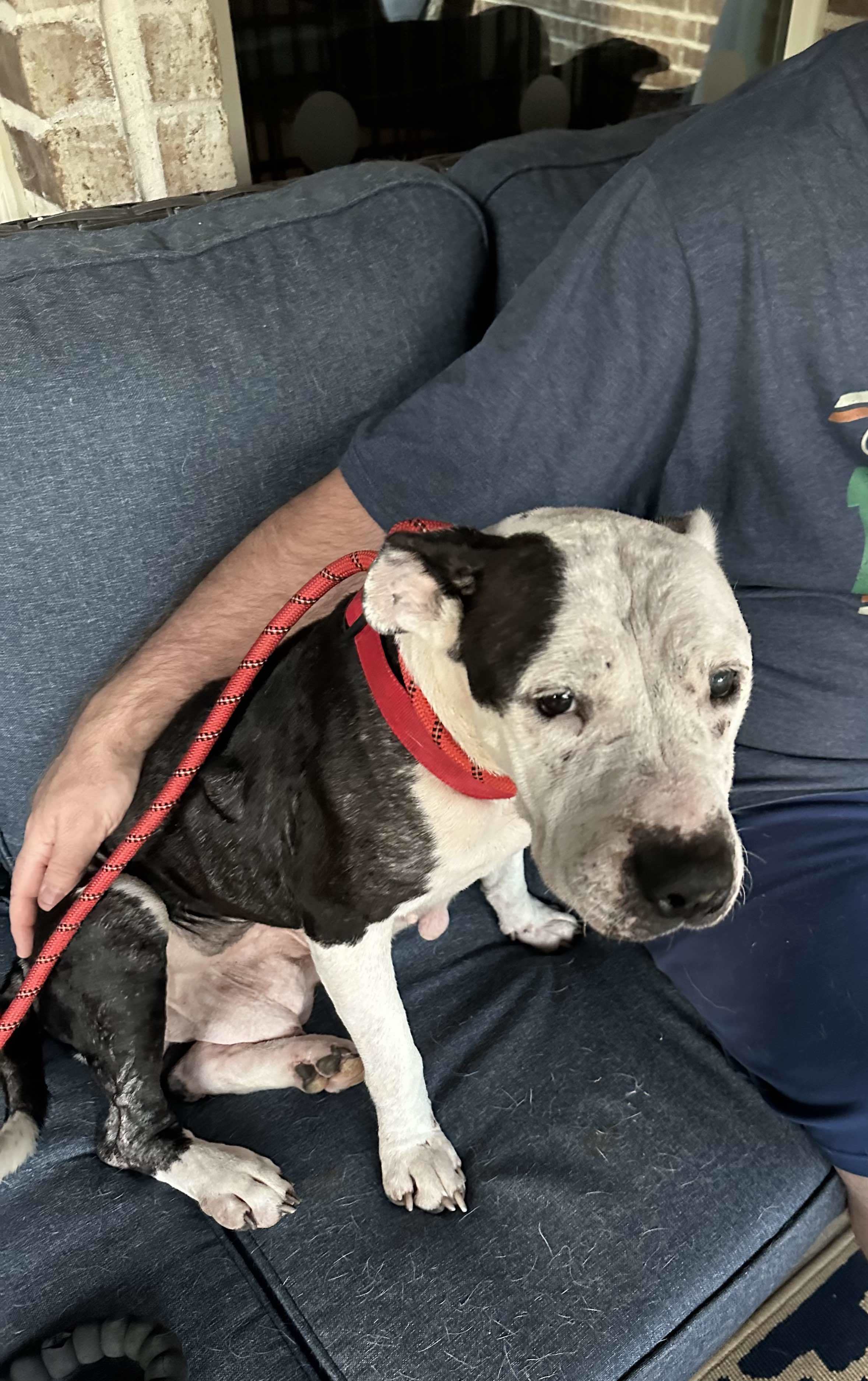 Victoria, an adoptable Pit Bull Terrier in Arlee, MT, 59821 | Photo Image 3