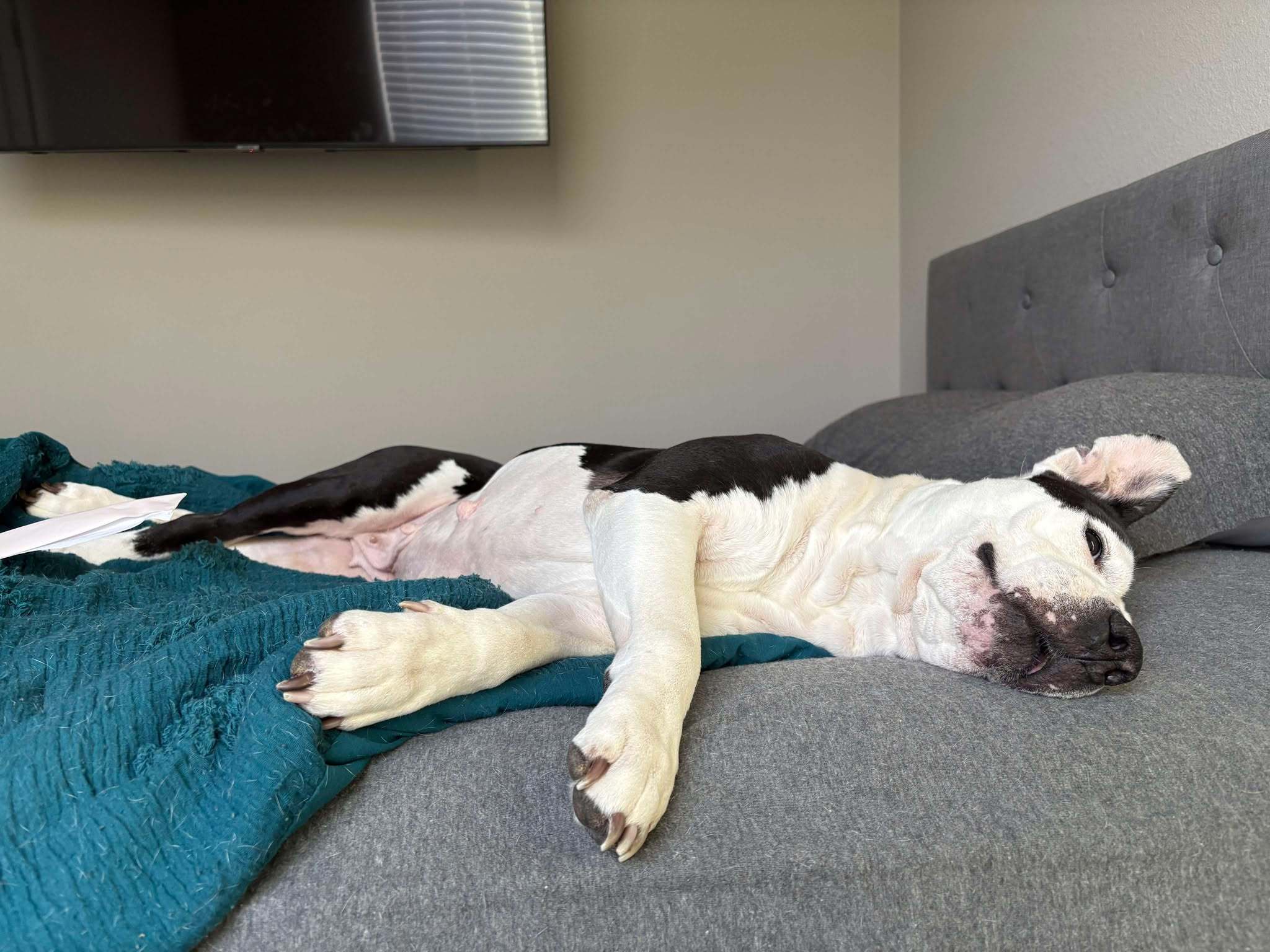 Victoria, an adoptable Pit Bull Terrier in Arlee, MT, 59821 | Photo Image 3