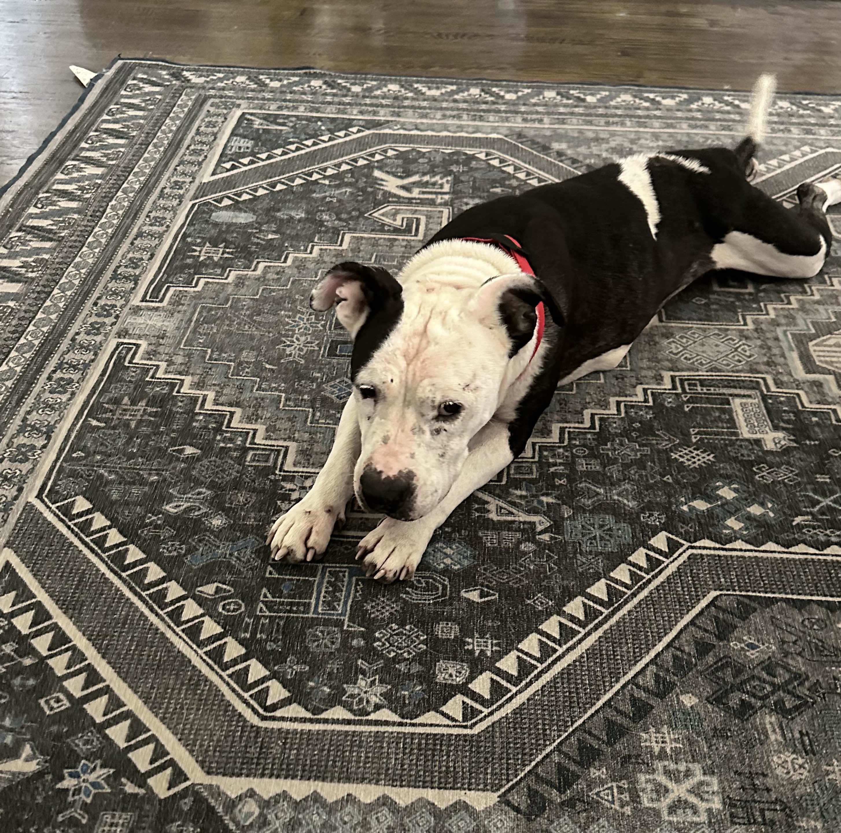 Victoria, an adoptable Pit Bull Terrier in Arlee, MT, 59821 | Photo Image 4