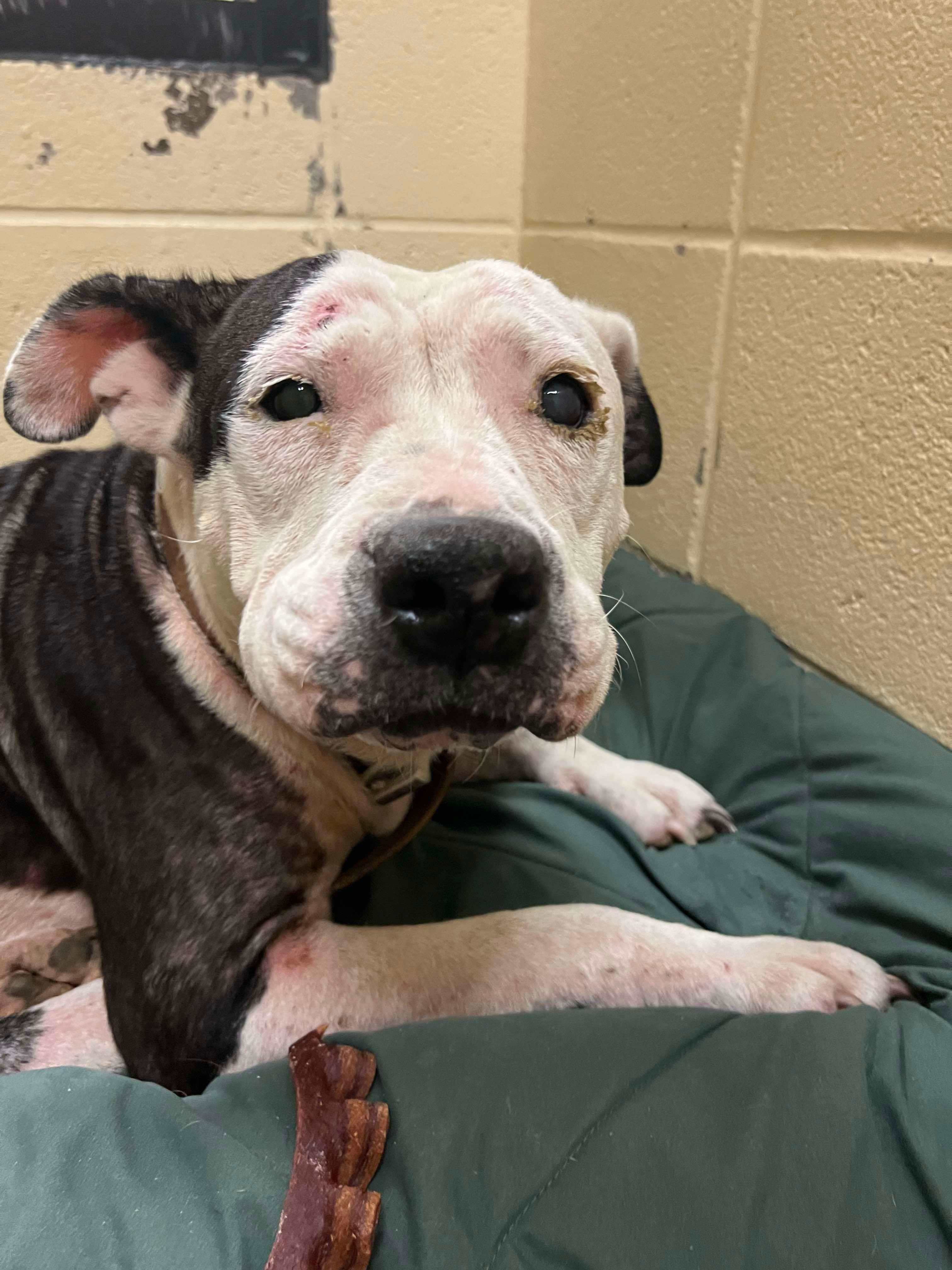 Victoria, an adoptable Pit Bull Terrier in Arlee, MT, 59821 | Photo Image 5