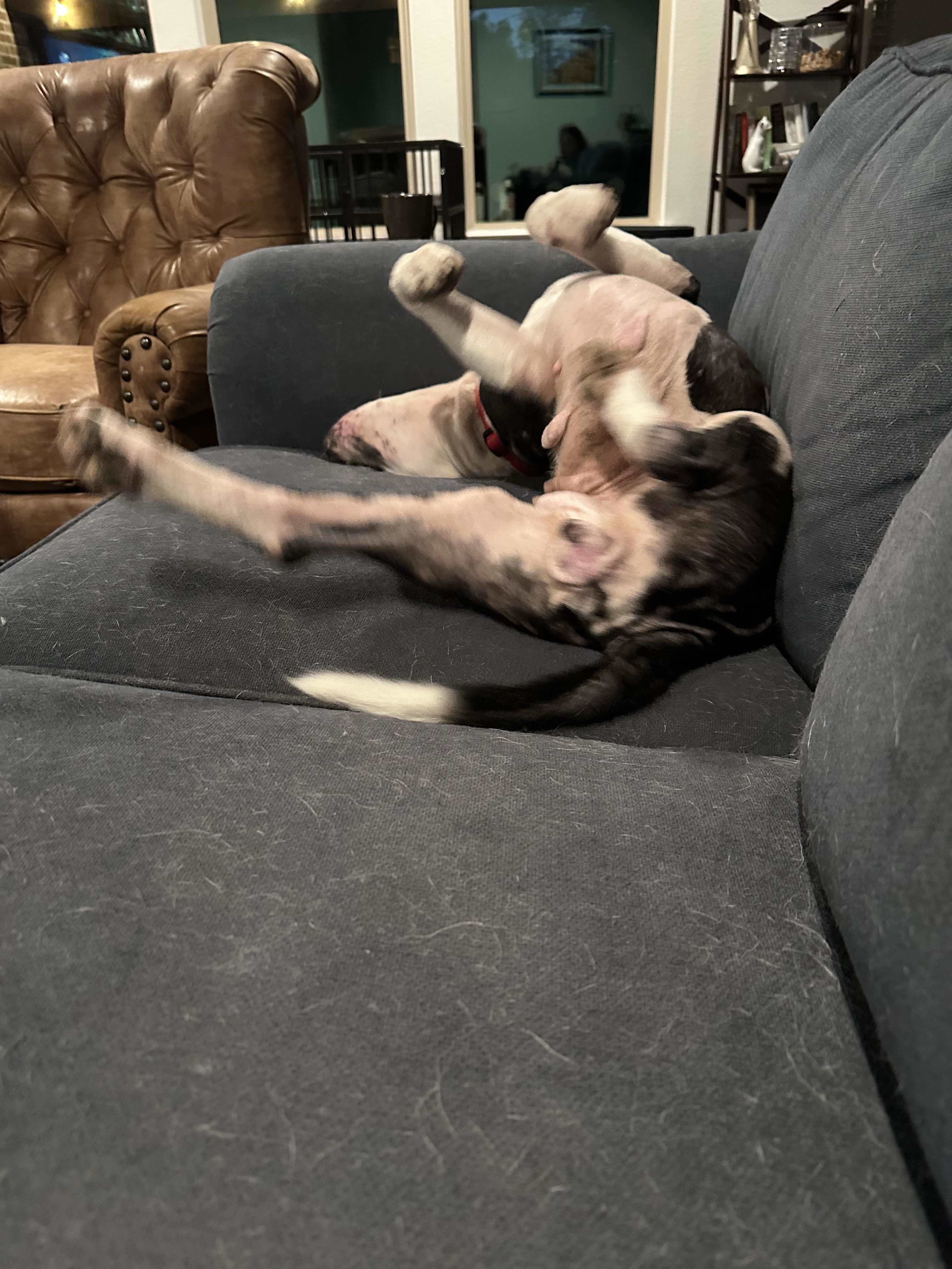 Victoria, an adoptable Pit Bull Terrier in Arlee, MT, 59821 | Photo Image 5