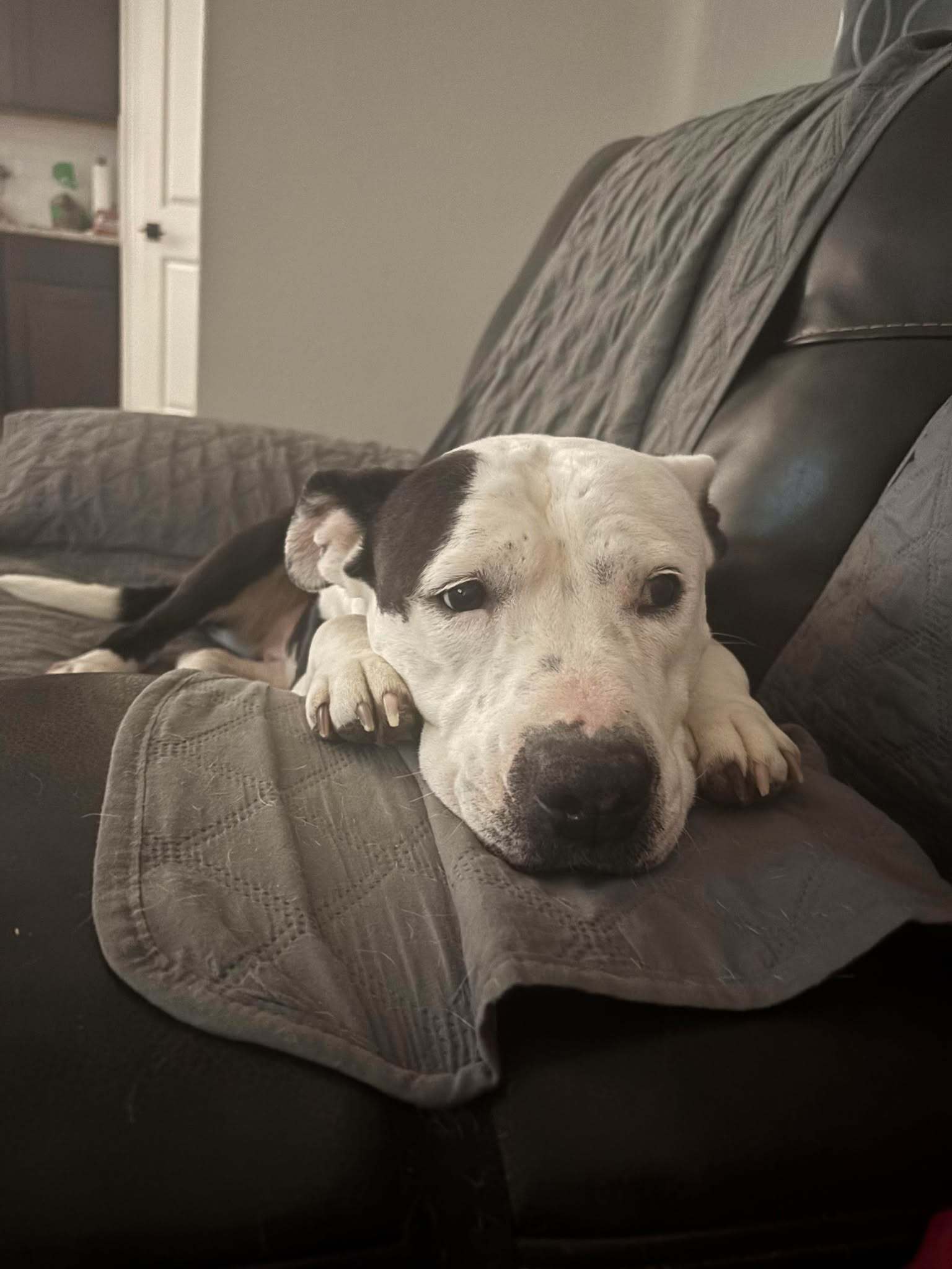 Victoria, an adoptable Pit Bull Terrier in Arlee, MT, 59821 | Photo Image 6