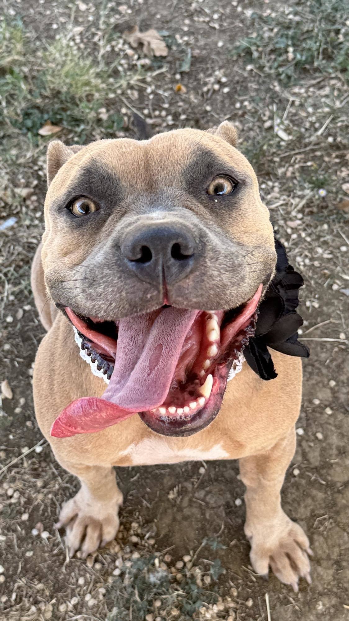 Brandy, an adoptable Pit Bull Terrier in Arlee, MT, 59821 | Photo Image 1
