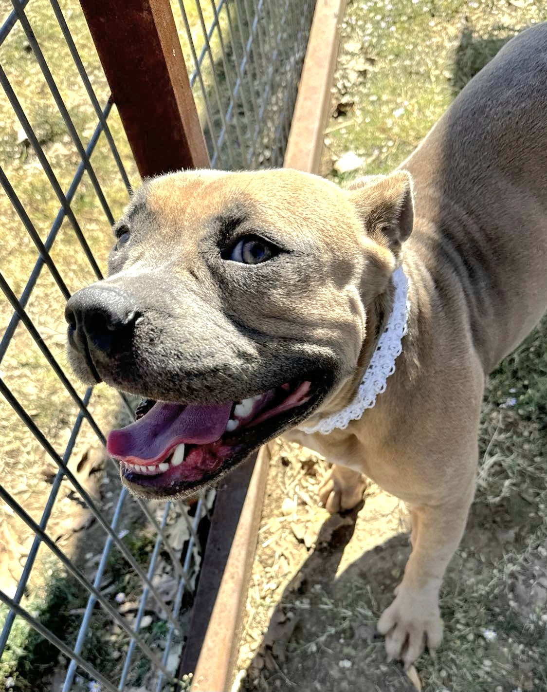 Brandy, an adoptable Pit Bull Terrier in Arlee, MT, 59821 | Photo Image 2